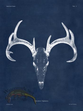 Blue Bones 04 White Tail